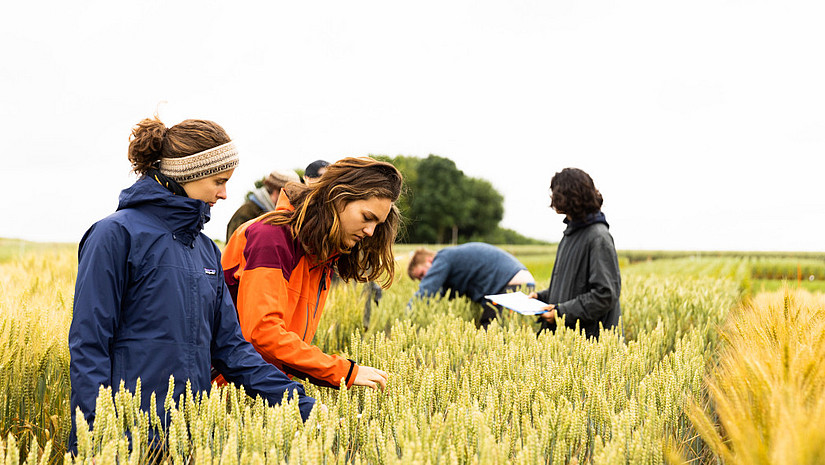 Studierende untersuchen ein Feld mit Getreide