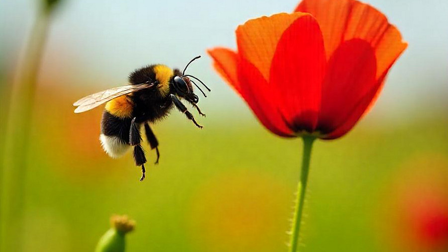 Hummel an Mohn.